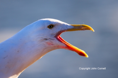 California-Gull;Larus-californicus;One;avifauna;bird;birds;color-image;color-pho